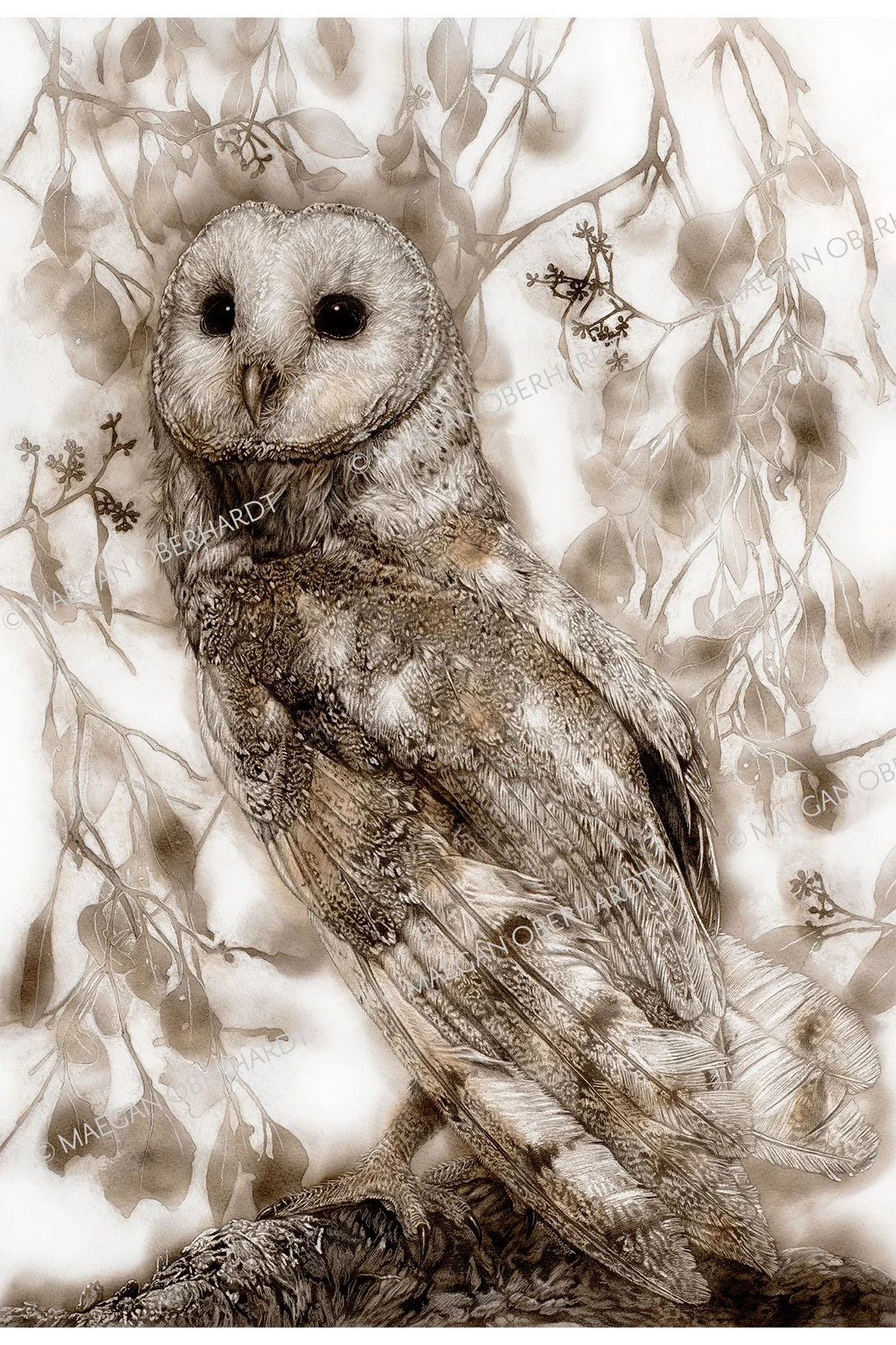 Barn Owl — Maegan Oberhardt